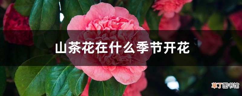 山茶花在什么季节开花,山茶花花开败后要摘下吗