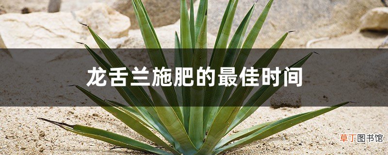 龙舌兰施肥的最佳时间，龙舌兰施肥方法