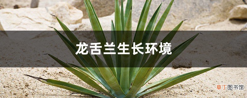 龙舌兰生长环境，龙舌兰怎么可以快速生长