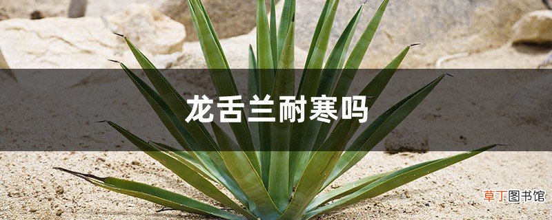 龙舌兰耐寒吗，耐阴吗
