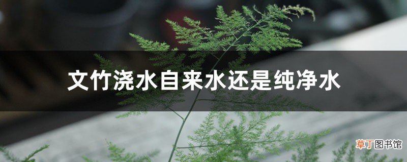 文竹浇水自来水还是纯净水,浇水是浇叶还是根