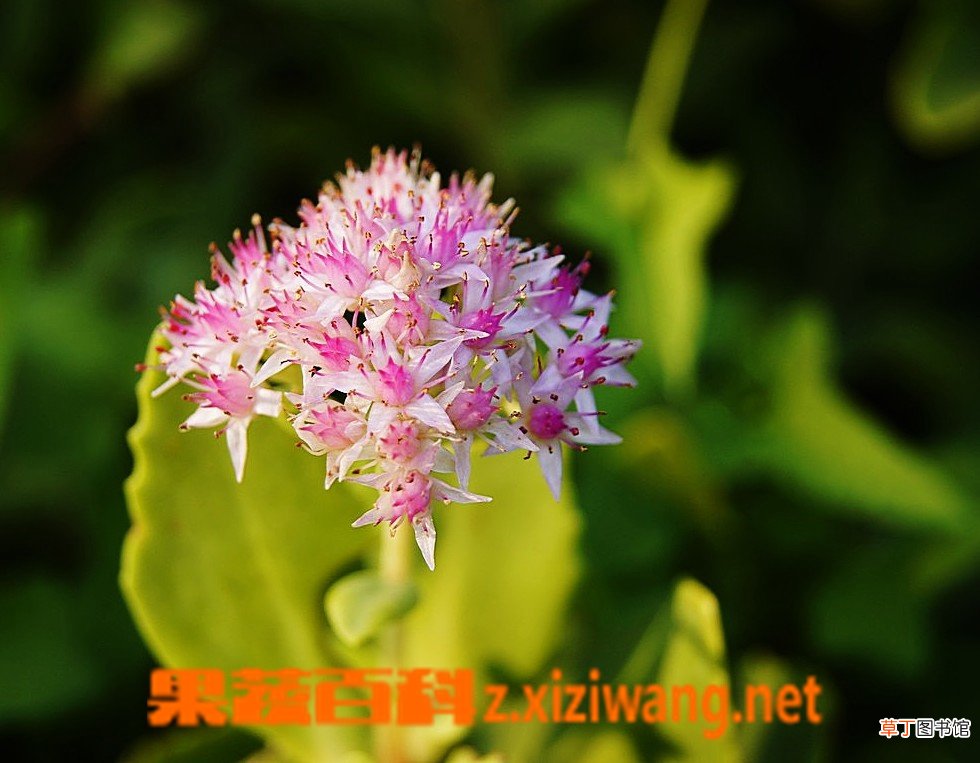 八宝景天怎么种 八宝景天日常养护方法技巧