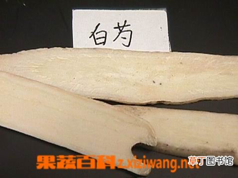芍药的功效与作用