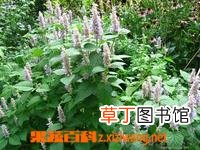 藿香正气的作用