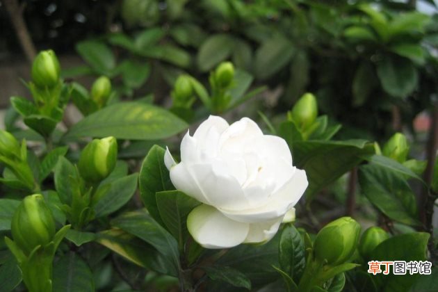 夏季栀子花养殖的注意事项