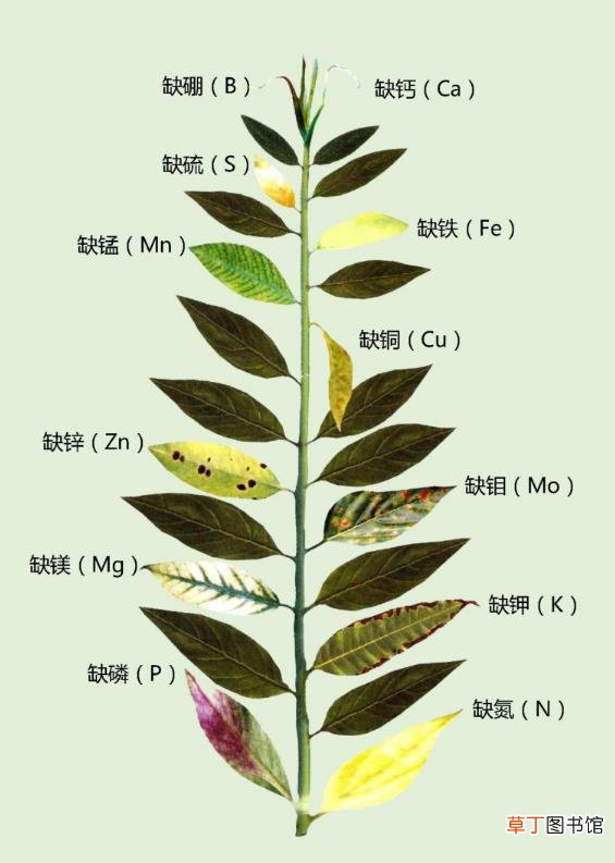 月季叶子发黄的原因以及处理方法