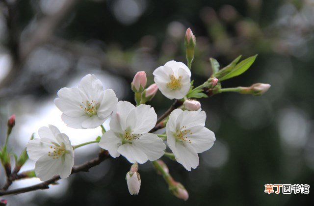 如何让家里的花养得好