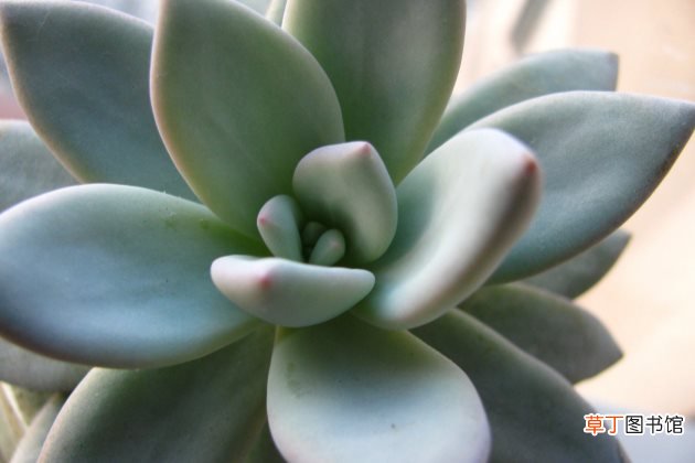 多肉植物霜之朝开花怎么办？霜之朝开花会死吗？