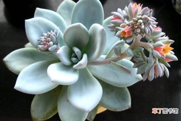 多肉植物霜之朝开花怎么办？霜之朝开花会死吗？