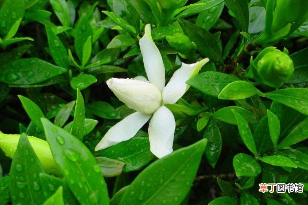 栀子花不好养？养不好栀子花的常见原因