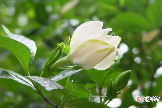 栀子花不好养？养不好栀子花的常见原因