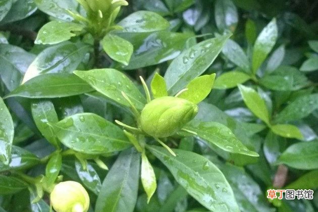 栀子花不好养？养不好栀子花的常见原因