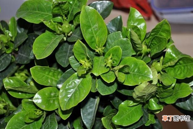 栀子花不好养？养不好栀子花的常见原因