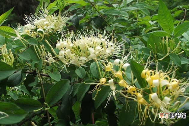 金银花为什么不开花？金银花不开花的原因以及解决方法