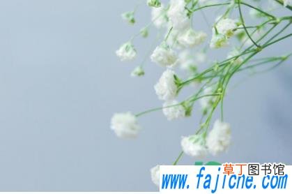 满天星怎么养不会干 满天星枯萎了怎么救活