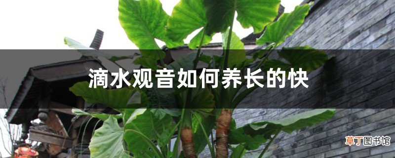 滴水观音如何养长的快,滴水观音能放在室内养吗