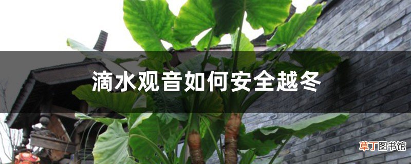 滴水观音如何安全越冬，滴水观音四季常绿吗
