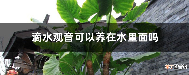 滴水观音可以养在水里面吗,水培养护方法