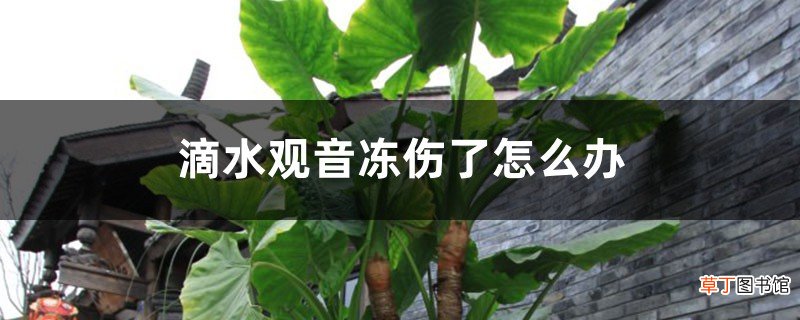 滴水观音冻伤了怎么办,冻伤后还能活吗