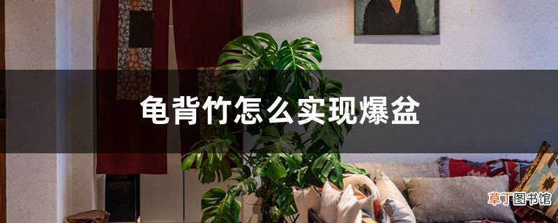 龟背竹怎么实现爆盆，爆盆后对生长有影响吗