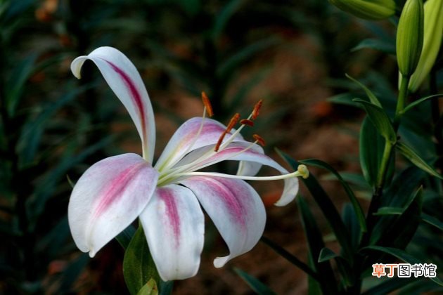 百合花有毒吗 百合花适合放在卧室吗