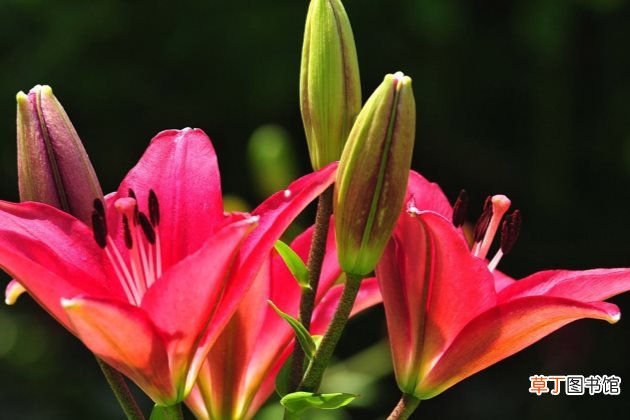 百合花有毒吗 百合花适合放在卧室吗