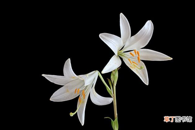 百合花有毒吗 百合花适合放在卧室吗