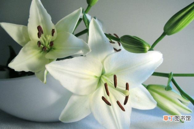 百合花有毒吗 百合花适合放在卧室吗