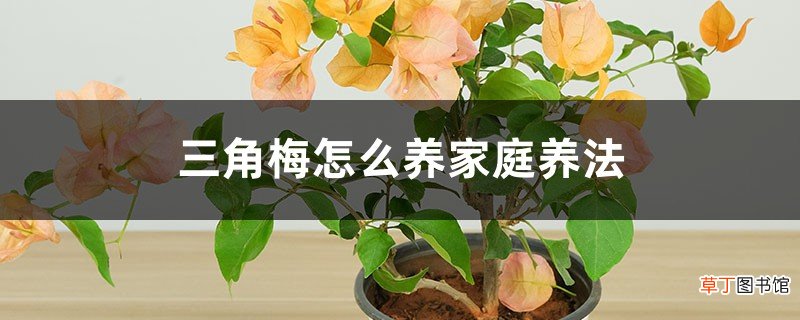 三角梅怎么养家庭养法,修剪方法图