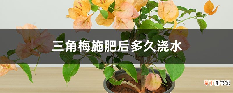 三角梅施肥后多久浇水，浇水时放点醋行吗