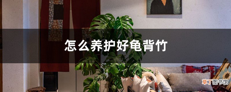 怎么养护好龟背竹，龟背竹有哪些品种