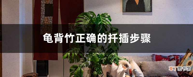 龟背竹正确的扦插步骤，插后怎么养护