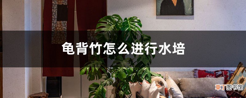 龟背竹怎么进行水培，水培能养活吗