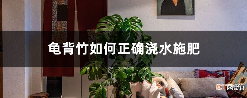 龟背竹如何正确浇水施肥，龟背竹对光照有需求吗