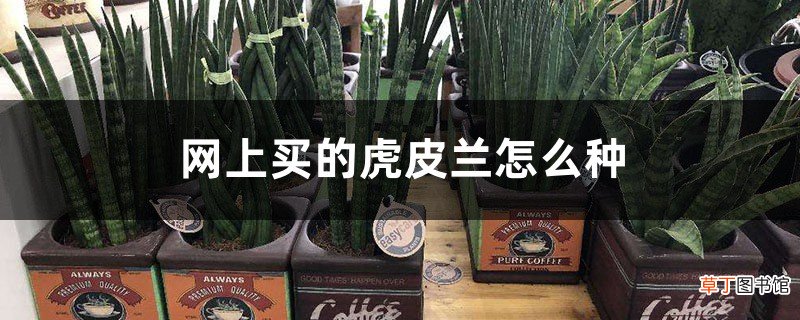 网上买的虎皮兰怎么种，上盆后的注意事项