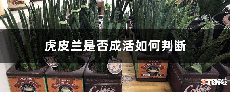 虎皮兰是否成活如何判断，换盆后成活几率大吗