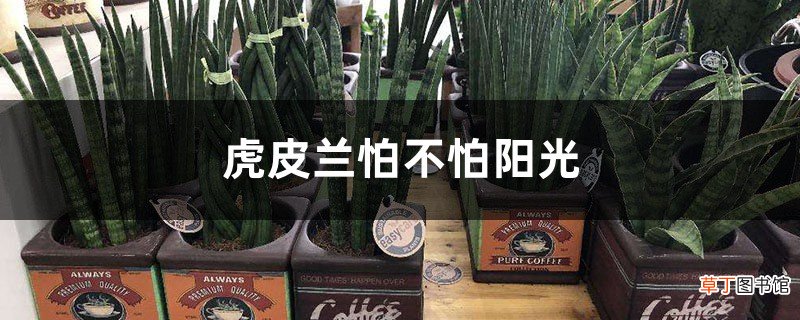 虎皮兰怕不怕阳光，还有什么养护要点