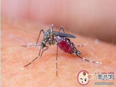 蚂蚁庄园8月15日答案 被蚊子咬了用指甲在蚊子包上画十字止痒是好方法吗