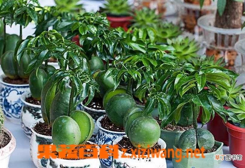 元宝树的养殖方法 元宝树的种植技巧