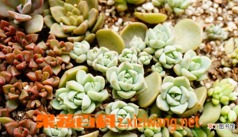 白牡丹怎么养 白牡丹的养殖方法技巧
