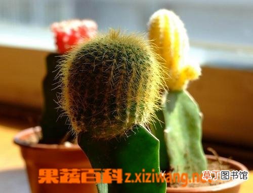 仙人掌浇水浇在根部还是叶子上