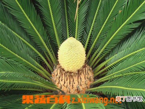 巴西铁如何养 巴西铁的养殖方法