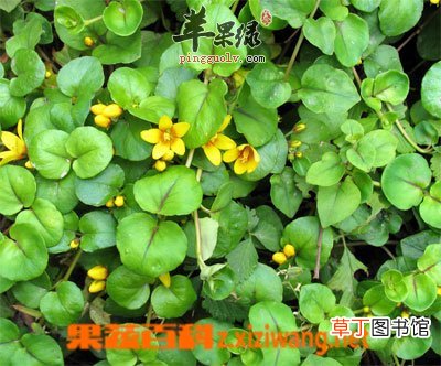 金钱草功效与作用