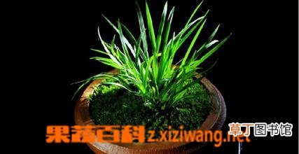凤尾竹的如何养 凤尾竹的养殖方法教程