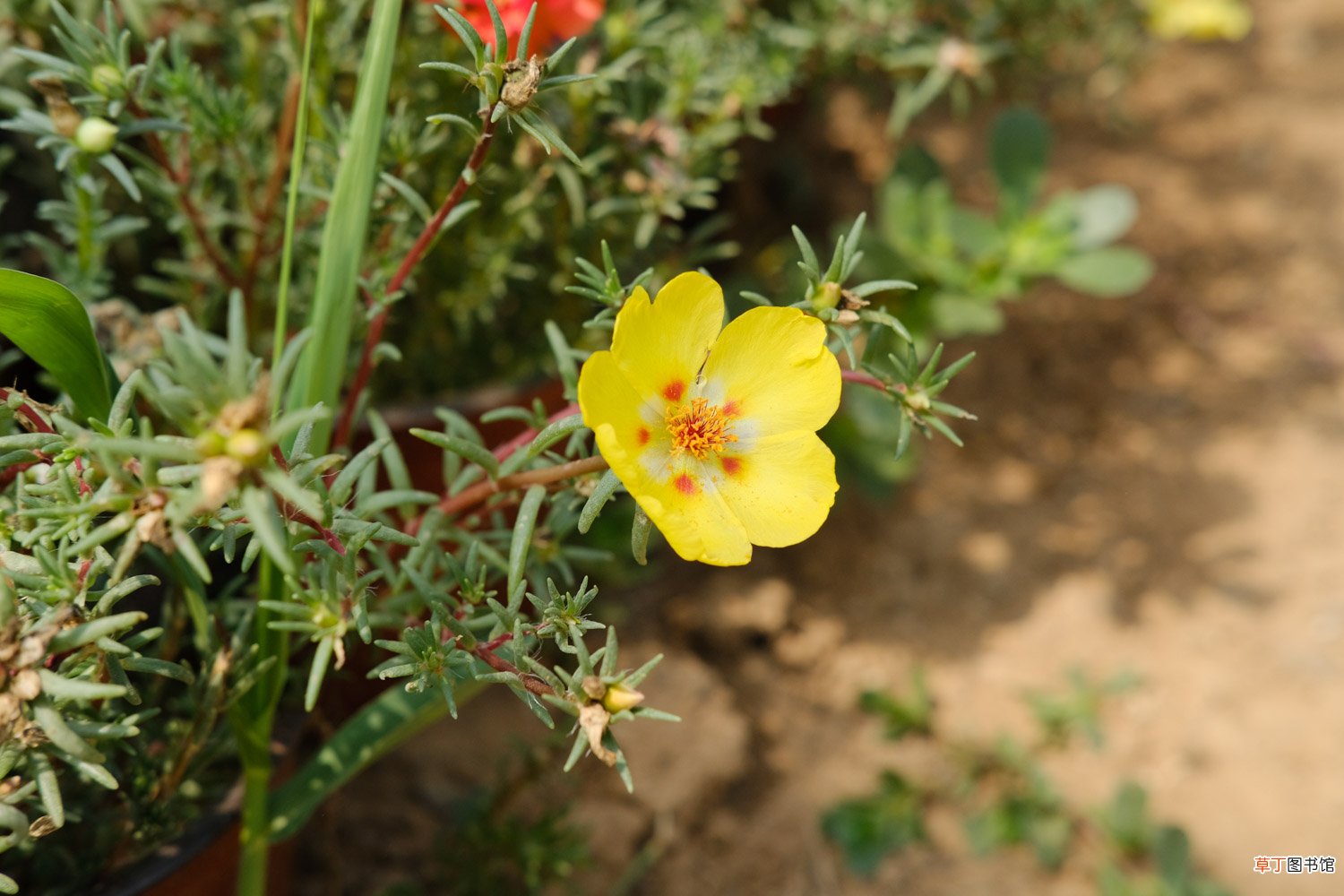 太阳花怎么修剪，太阳花修剪以后还能开花吗