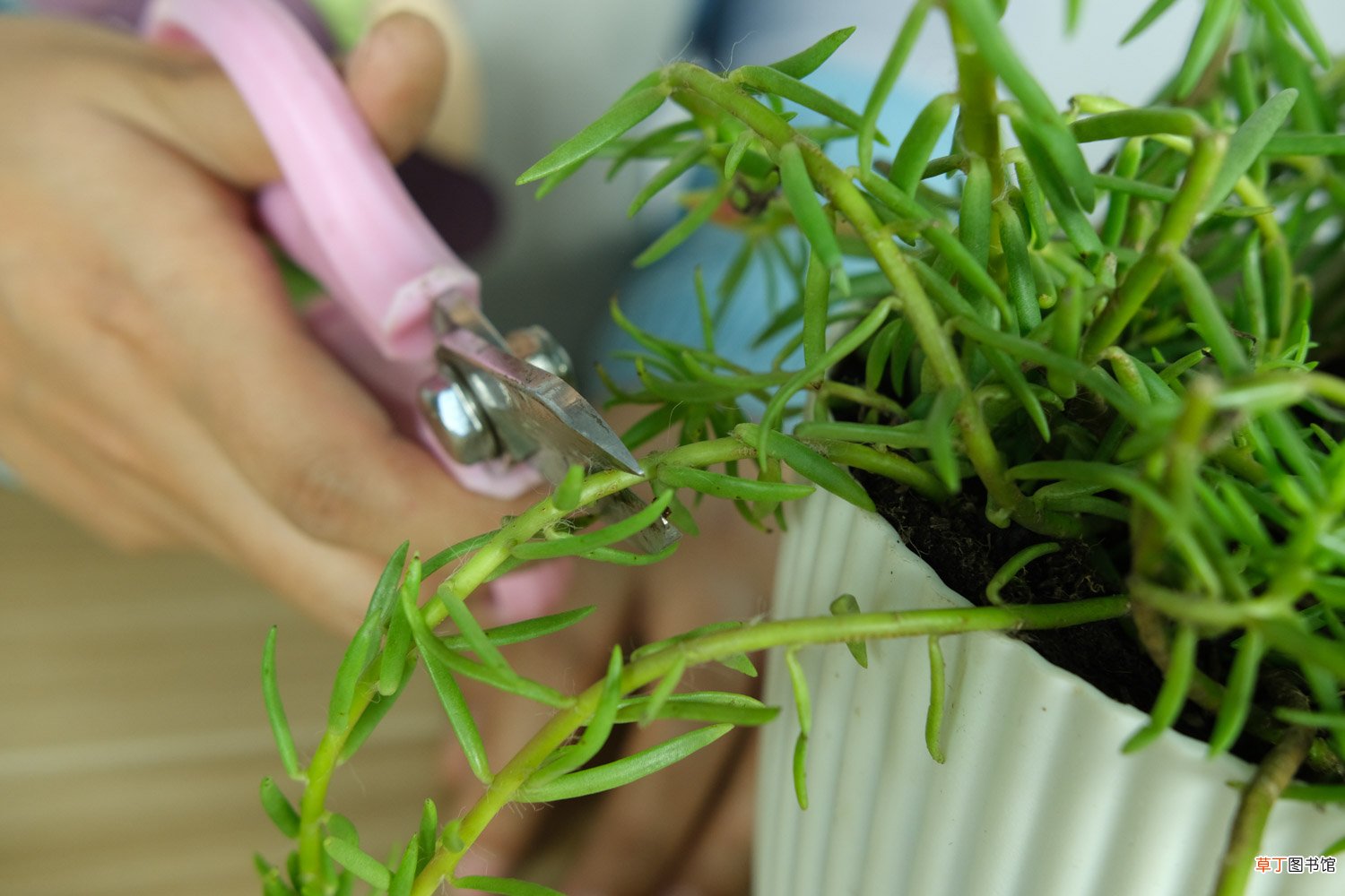 太阳花怎么种植方法，种植季节