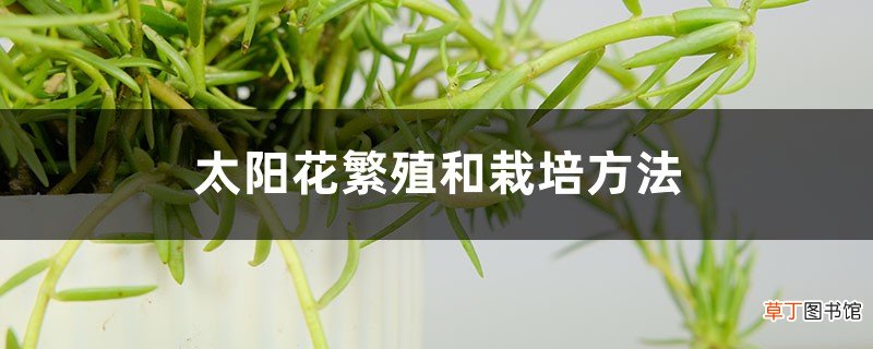 太阳花繁殖和栽培方法，不接种子的太阳花怎么繁殖