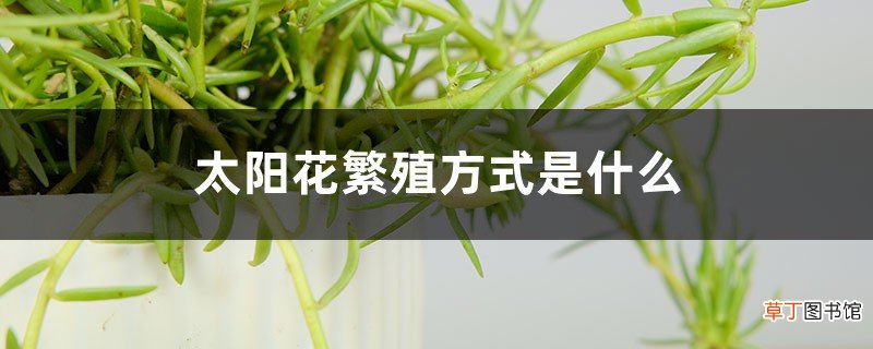 太阳花繁殖方式是什么，不结籽的太阳花怎么繁殖