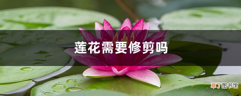 莲花需要修剪吗，莲花如何修剪