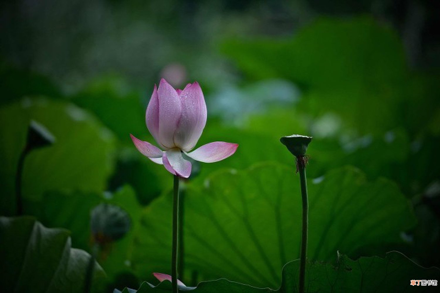 莲花需要修剪吗，莲花如何修剪